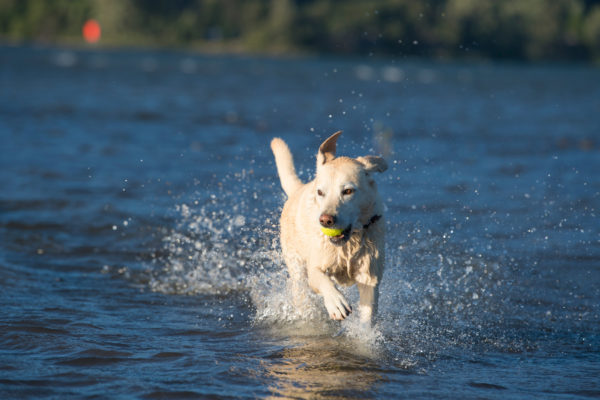 Raw-wild-raw-dog-food-dog-playing-with-ball-in-water